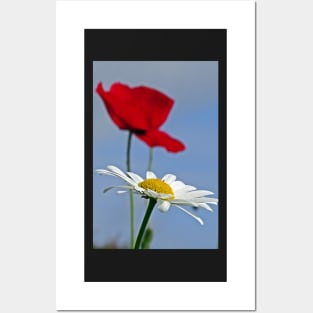 Ox Eye Daisy with a Poppy Backdrop Posters and Art